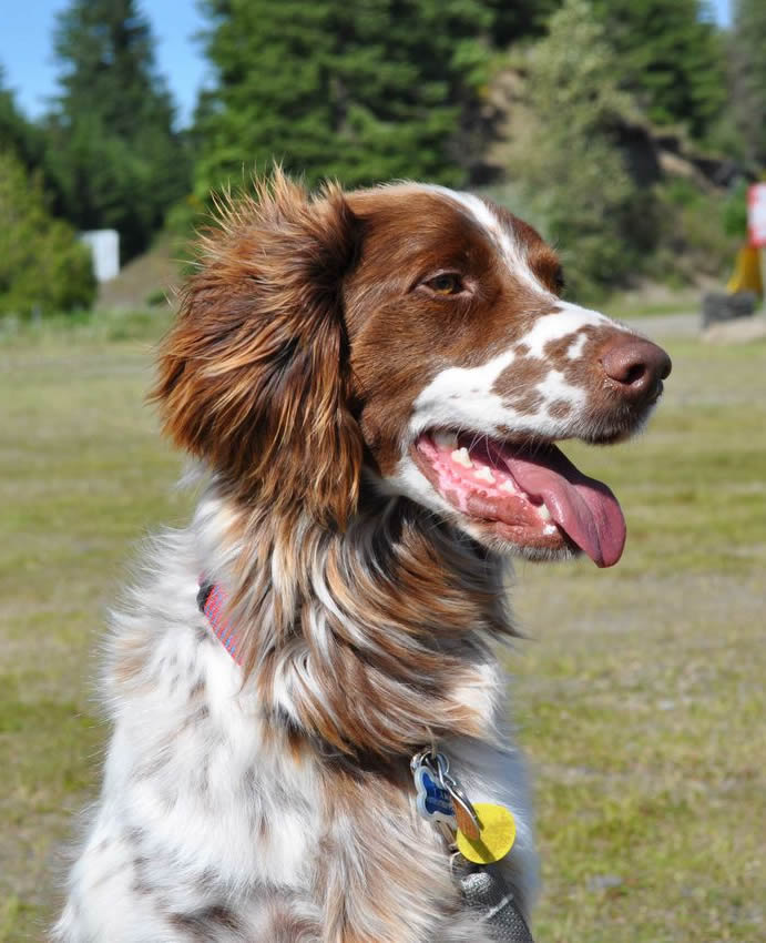 My Therapy Dog Gryphon